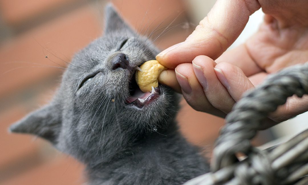 Cats and Cashew Nuts – Are cashew nuts poisonous to cats?