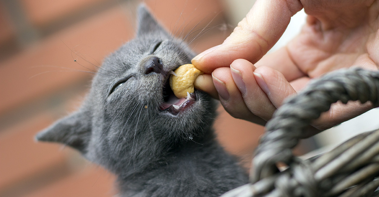 Cats and Cashew Nuts – Are cashew nuts poisonous to cats?
