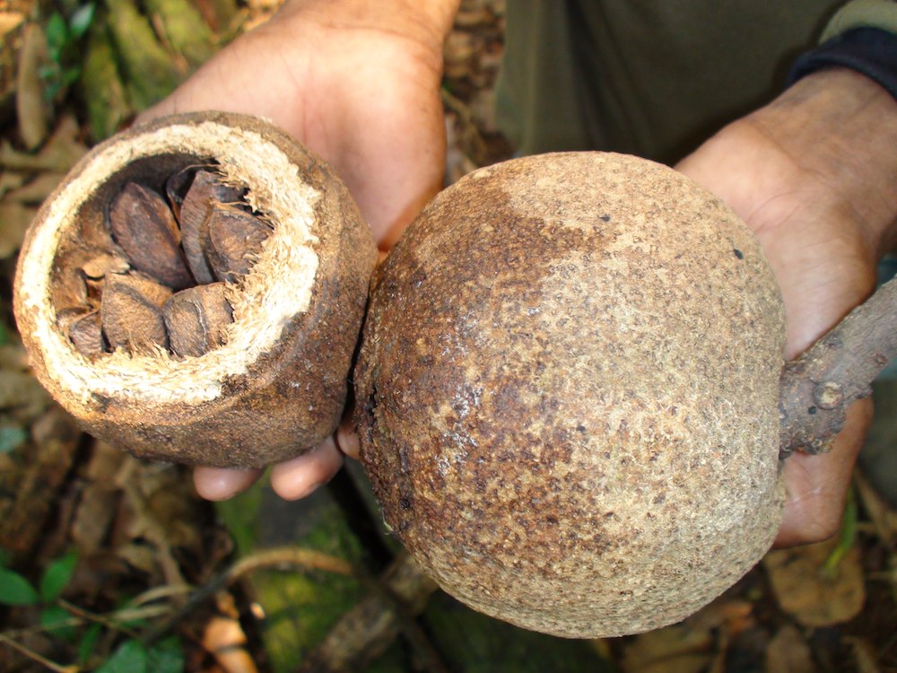 What are Brazil Nuts – How Brazil Nuts Grow?